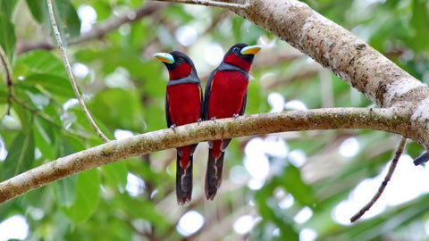 Two black-and-red broadbills perched on a forest branch
