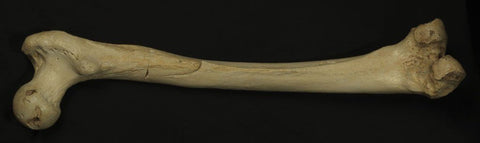 Fossil human thigh bone (femur) on a black background