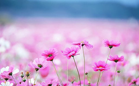 Field of pink cosmos flowers in bloom