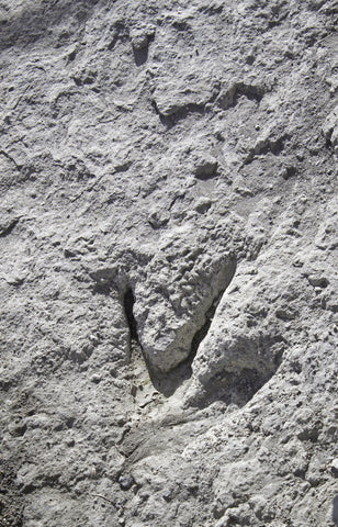 Three-toed dinosaur track pressed into grey limestone rock