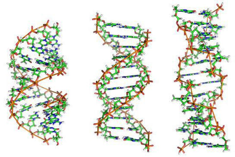 Three molecular models of DNA double helixes in different forms, drawn as green and orange ball-and-stick