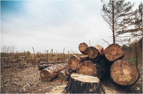Stacked felled tree logs on a cleared, stump-strewn patch of forest
