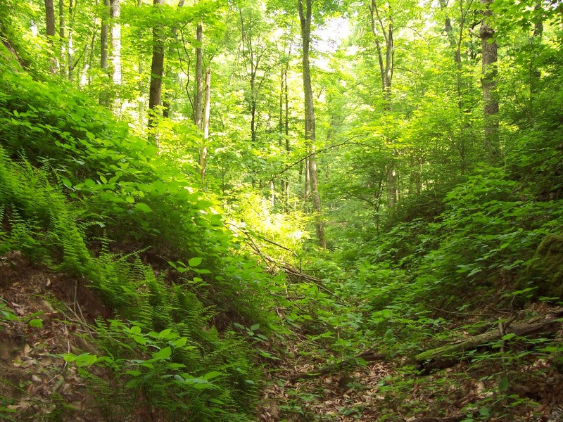 This Boy Walked Into A Forest. What He Found Could Change Mankind’s Future.