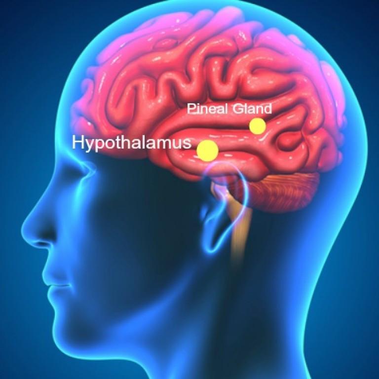 Is The Key To The Universe Wedged Inside Your Brain?