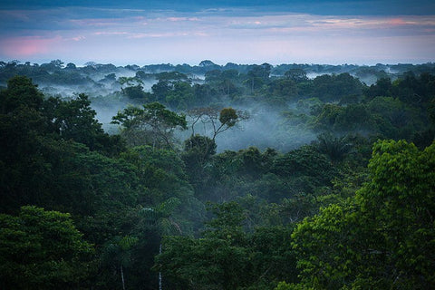Misty rainforest canopy at dusk under a pink and blue sky