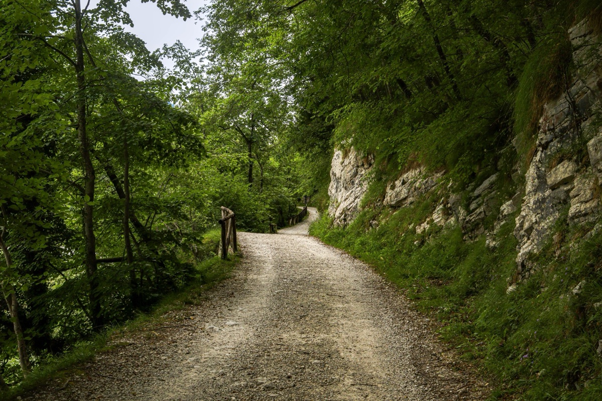 A gravel path curving through green woodland beside a grassy bank of pale rock