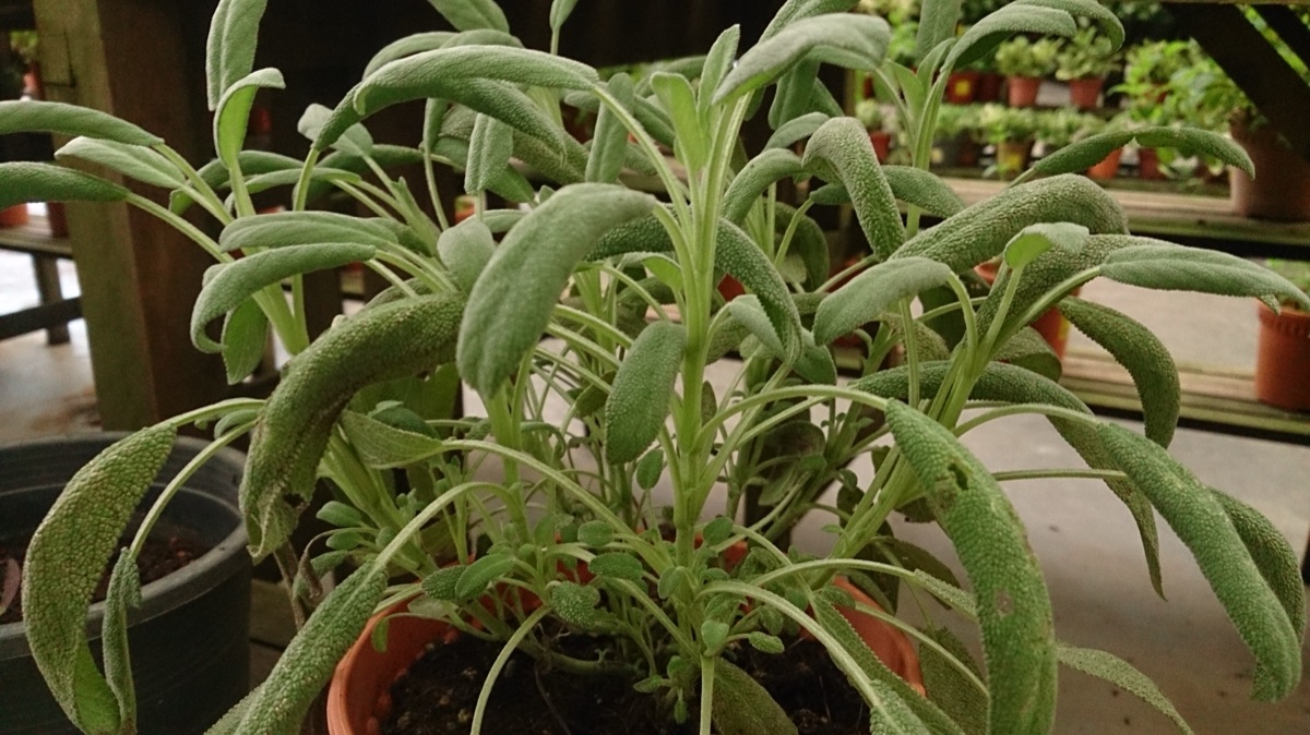A potted garden sage plant with soft, grey-green textured leaves among other pots in a plant nursery