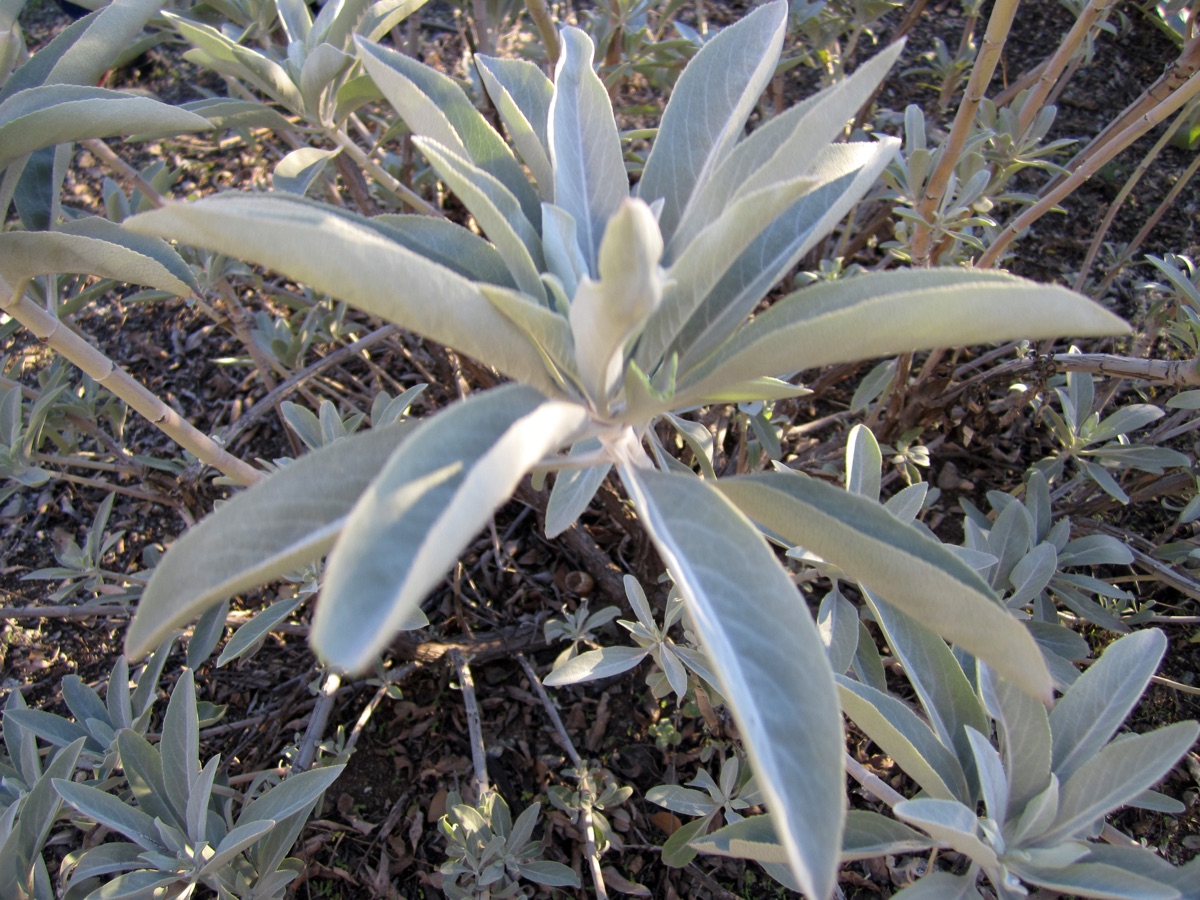 Pale silvery-green leaves of a white sage plant growing in dry ground in a botanical garden