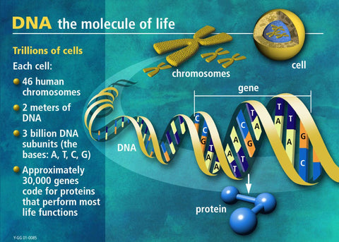 Infographic: DNA the molecule of life, showing a cell, chromosomes, a gene and the base pairs