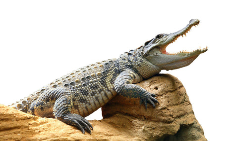 Crocodile basking with open jaws on a sandstone rock