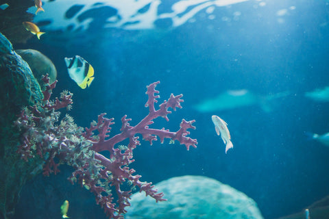 Pink coral branch and tropical fish swimming in blue ocean water