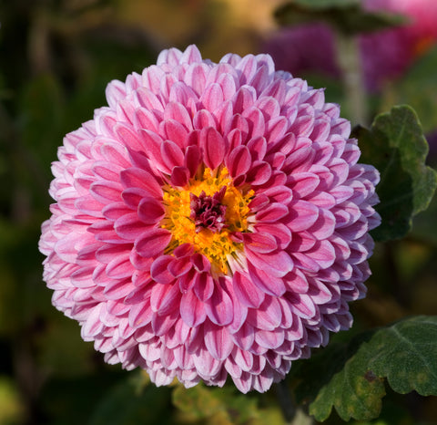 Pink chrysanthemum with a yellow center in full bloom