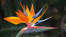 Orange and blue bird of paradise flower in bloom