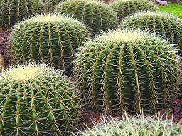 Cluster of round golden barrel cacti with yellow spines