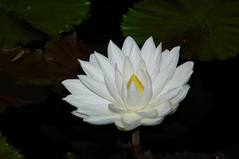 White water lily in bloom surrounded by dark lily pads
