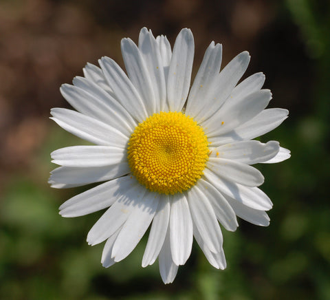 White daisy with a yellow center against a blurred green background