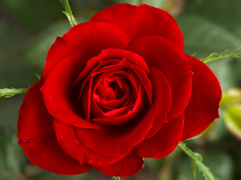 Deep red rose in bloom with green leaves