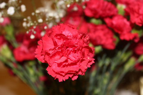Red carnation in a bouquet with white baby's breath