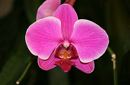 Bright pink orchid flower against dark leaves