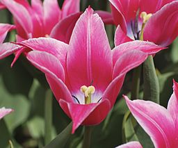 Pink tulips with white-edged pointed petals