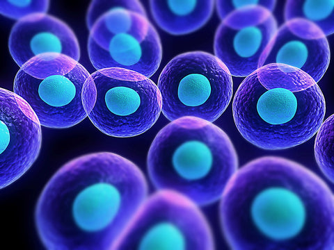 3D illustration of round cells with glowing nuclei